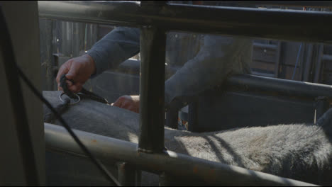 un vaquero aprieta la cuerda de un toro en un paracaídas de metal antes de una pelea de toros en dallas, texas