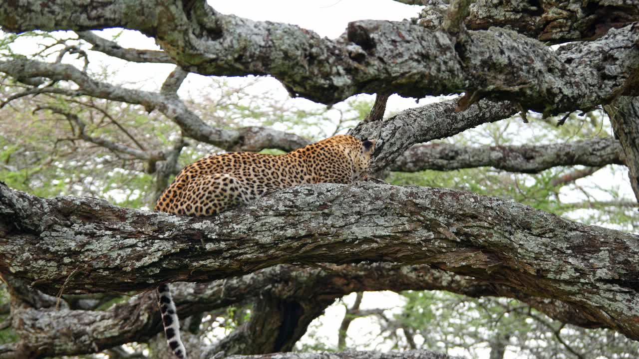 Leopard wildlife Panthera genus wildlife animal african wild Tanzania safari
