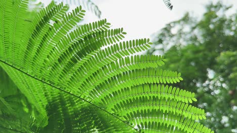 closeup of gulmohar leaves, they are known for their compound, feathery structure, resembling fern fronds. they are typically a bright green color and are sensitive to light
