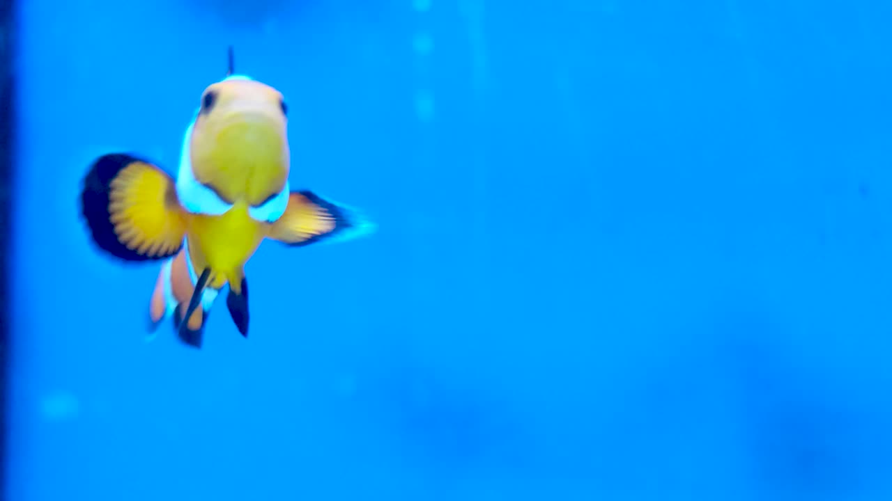 primer plano de un pez payaso nadando, primer plano en 4k