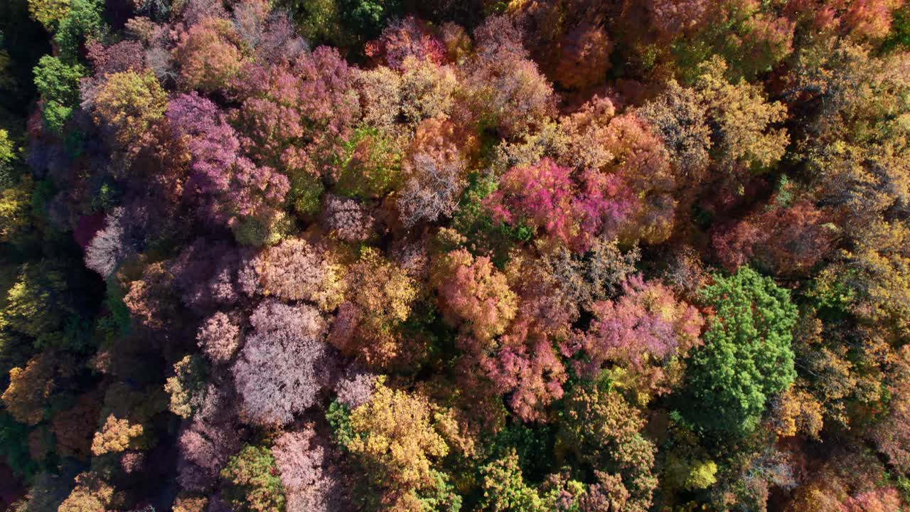 Rich fall forest colors, overhead drone shot, calming background clip, 4K