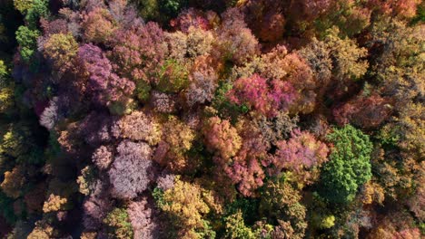 rich fall forest colors, overhead drone shot, calming background clip, 4k