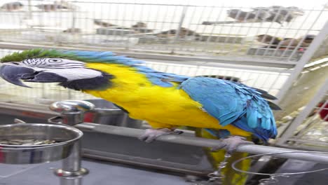 un guacamayo colorido en una jaula de una tienda de mascotas