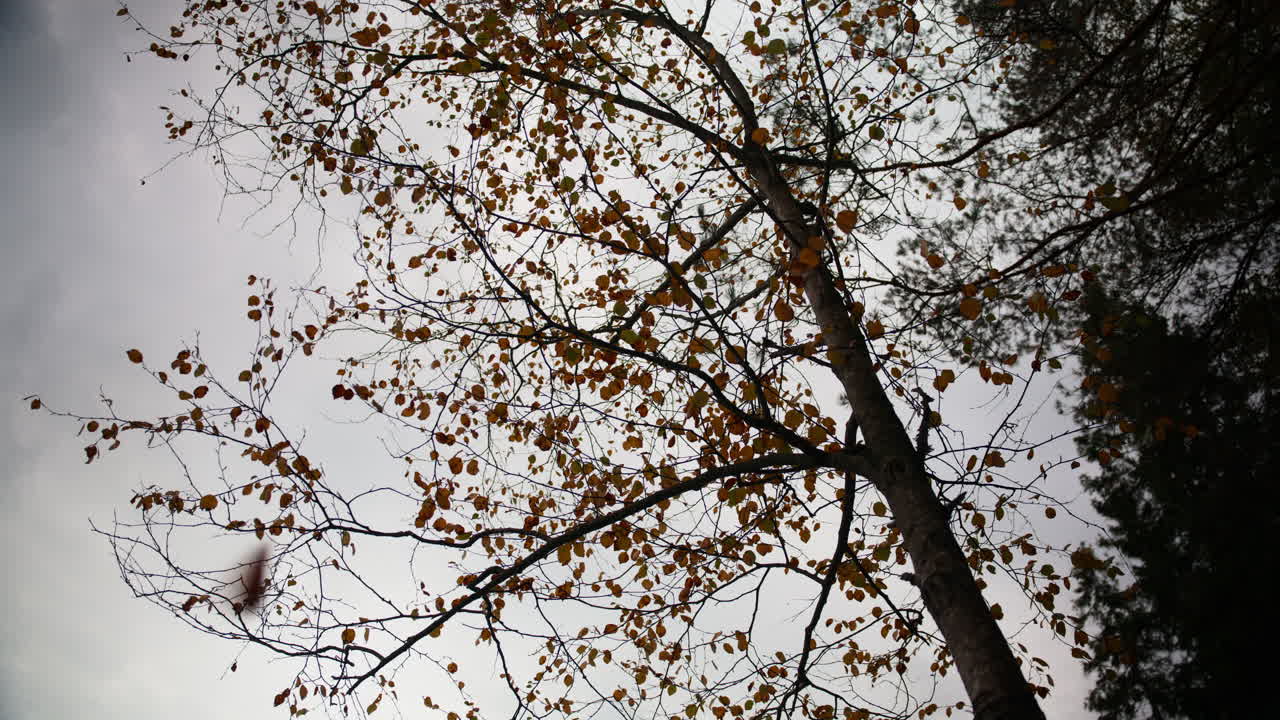Leaves falling of the tree after being hit by the wind