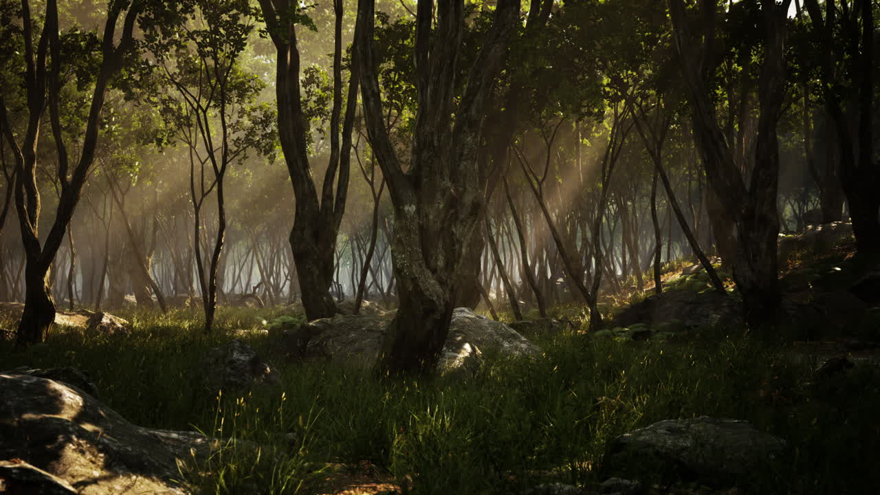 mañana brumosa en el bosque con rayos de luz en el bosque