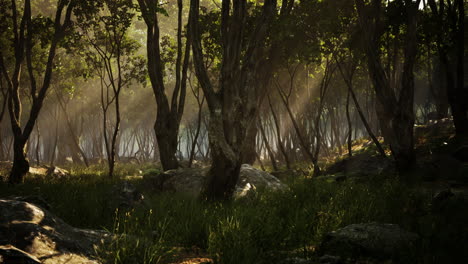 mañana brumosa en el bosque con rayos de luz en el bosque