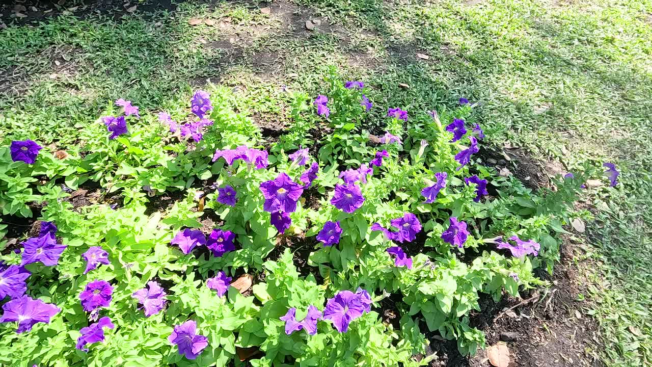 Las flores de colores florecen en un jardín exuberante