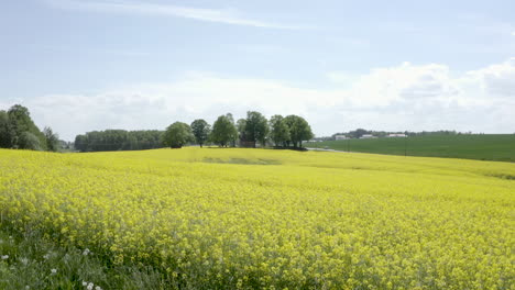 Aerial-drone-shot-of-yellow-canola-field-in-Sweden