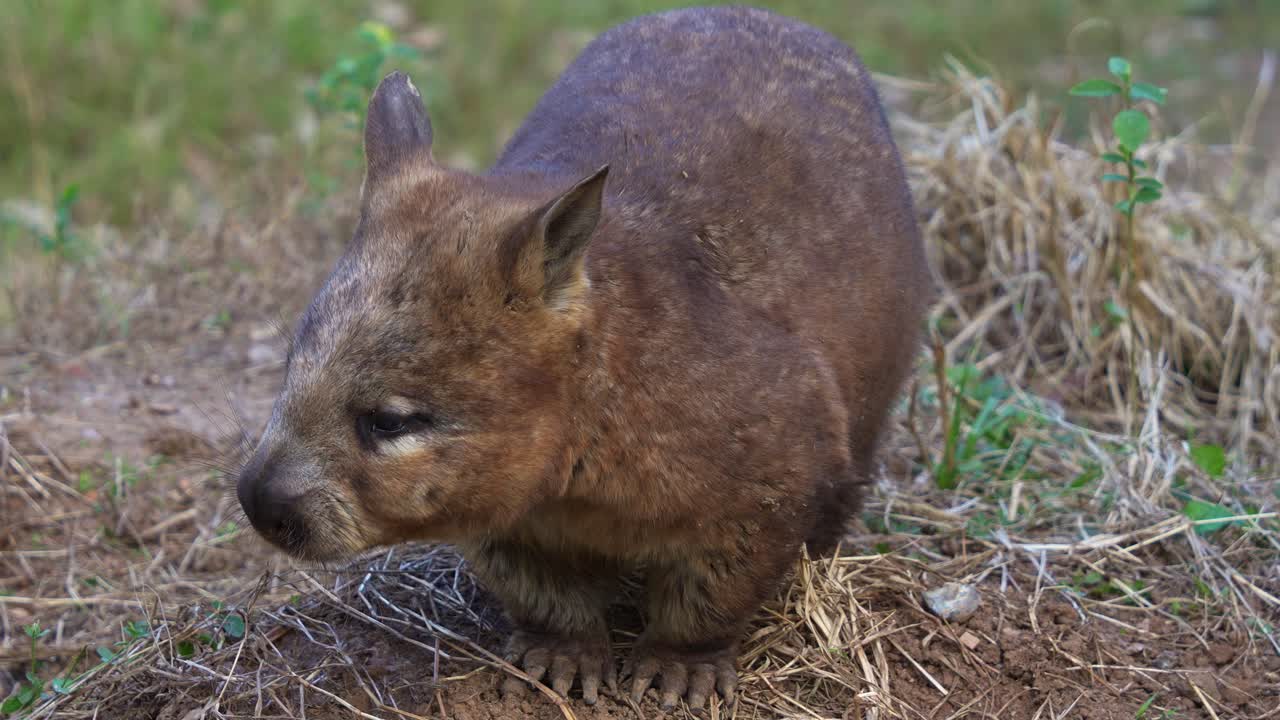 남쪽의 털이 많은 바트 (southern hairy-nosed wombat) 는 짧은 다리, 근육질의 네 발 모양의 주머니동물로, 야생에서 경사 아래로 이동합니다.
