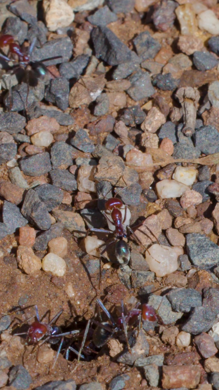 Primo piano verticale di formiche toro australiane che strisciano fuori da un buco nel terreno roccioso.