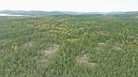 aerial pullback of densely fir forest in sweden during autumn