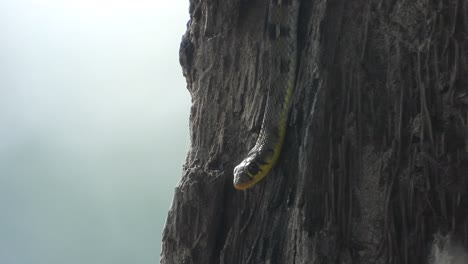 Schlange-Entspannt-Sich-Auf-Baum---Augen