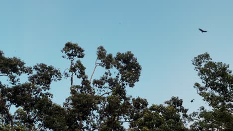 Ein-Riesiger-Baum-Dient-Als-Heimat-Für-Tausende-Von-Fledermäusen-Der-Art-„Großer-Flughund“-Oder-Rousettus-Luctus-In-Der-Stadt-Siem-Reap,-Kambodscha