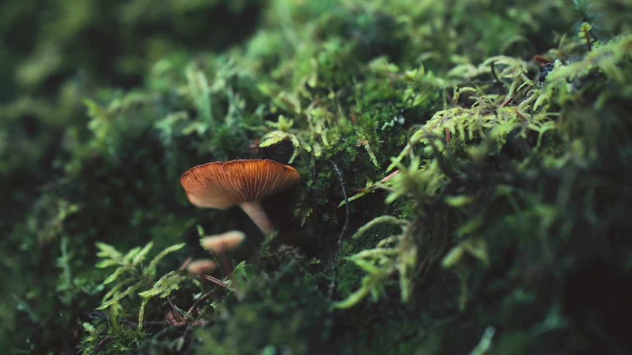 A wild orange mushroom growing on a mossy hill in a pine forest