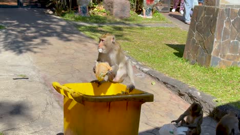 monkey explores bin at khao kheow zoo