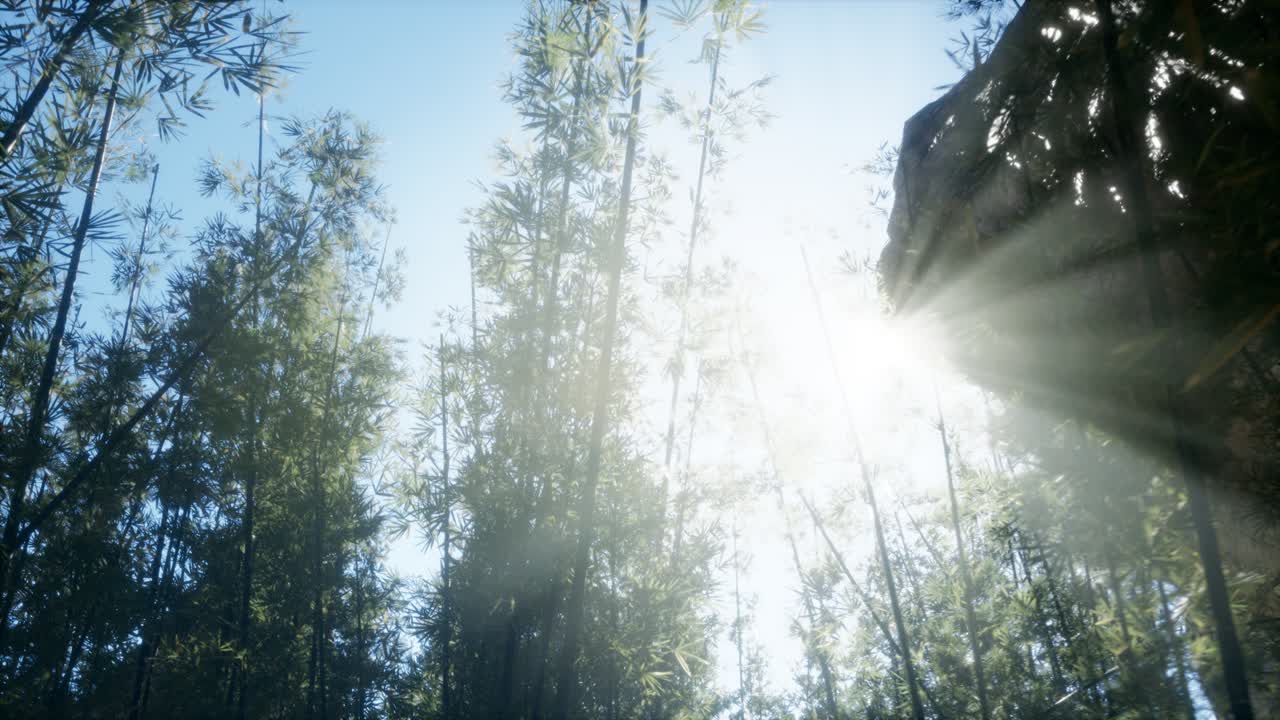 말레이시아 의 열대 열대 우림 에 있는 대나무 의 풍경