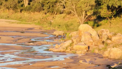 aerial of white rhino drinking from a dry river in kruger at sunset