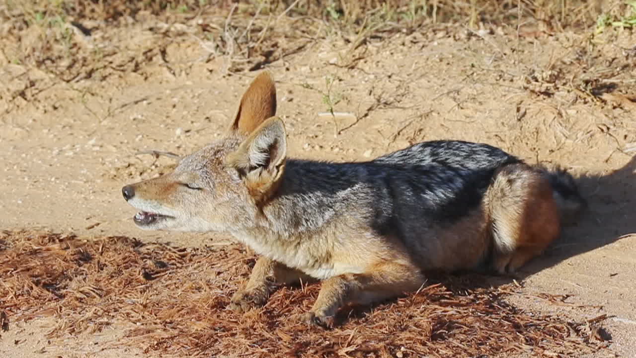 chacal de lomo negro masticando su comida en el parque nacional de elefantes addo, sudáfrica - cerrar