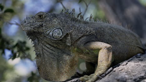 Primer-Plano-Panorámico-Alrededor-De-Iguana-Verde-Sentado-En-La-Rama-De-Un-árbol,-Cámara-Lenta