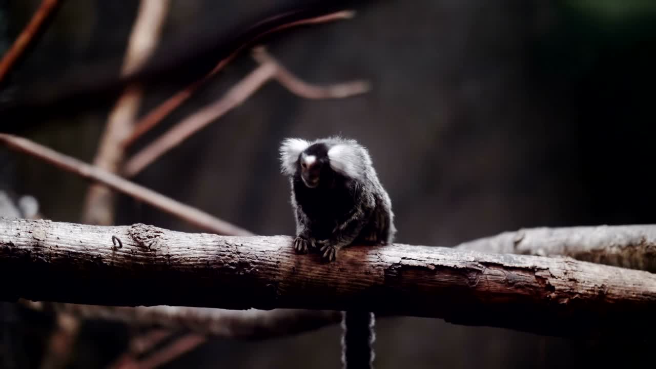 retrato de un marmoset común