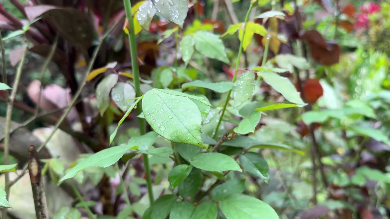 Raindrops on Green Rose Leaves in a Garden