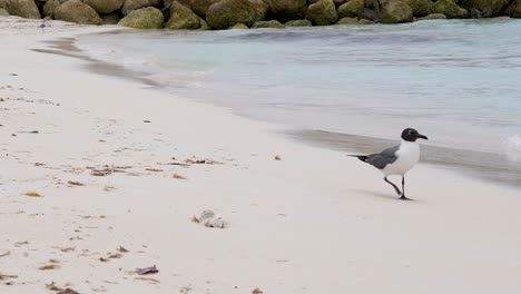 Medium-shot-of-a-blackheaded-gull-walking-from-the-left-side-out-of-the-frame-on-the-right-on-a-beach-in-Bimini,-Bahamas