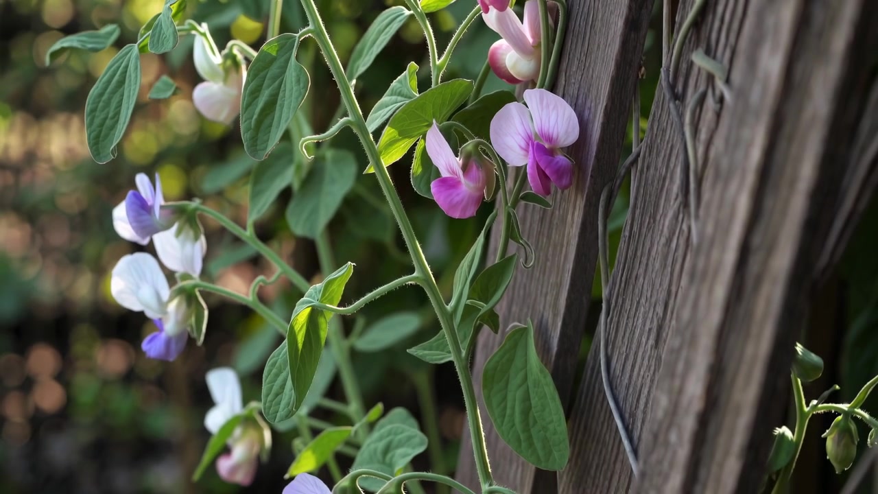 Fiori di pisello odoroso rosa e bianchi che crescono su una recinzione di legno
