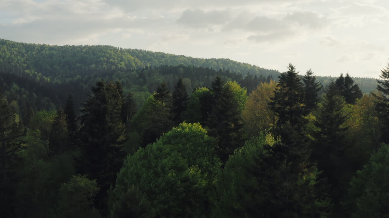 Sunlit mountain forest canopy in early spring. Aerial push in above treetops revealing vast forest, hills and valley bathed in soft light. Bieszczady, Poland.