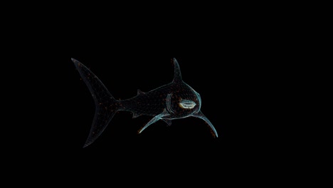 shark hologram wireframe. nice 3d animation on a black background with a seamless loop for futuristics projects