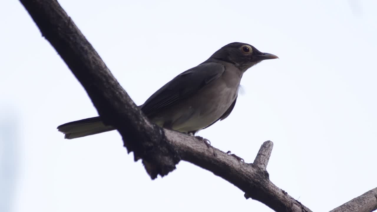 건조한 나무 가지에 있는 새, 오른쪽을 바라보고, 주위를 둘러보며, 바람에 털을 들어올리며
