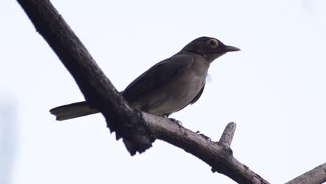 bird on dry tree branch, facing right, looking all around, preening with the wind lifting its feathers
