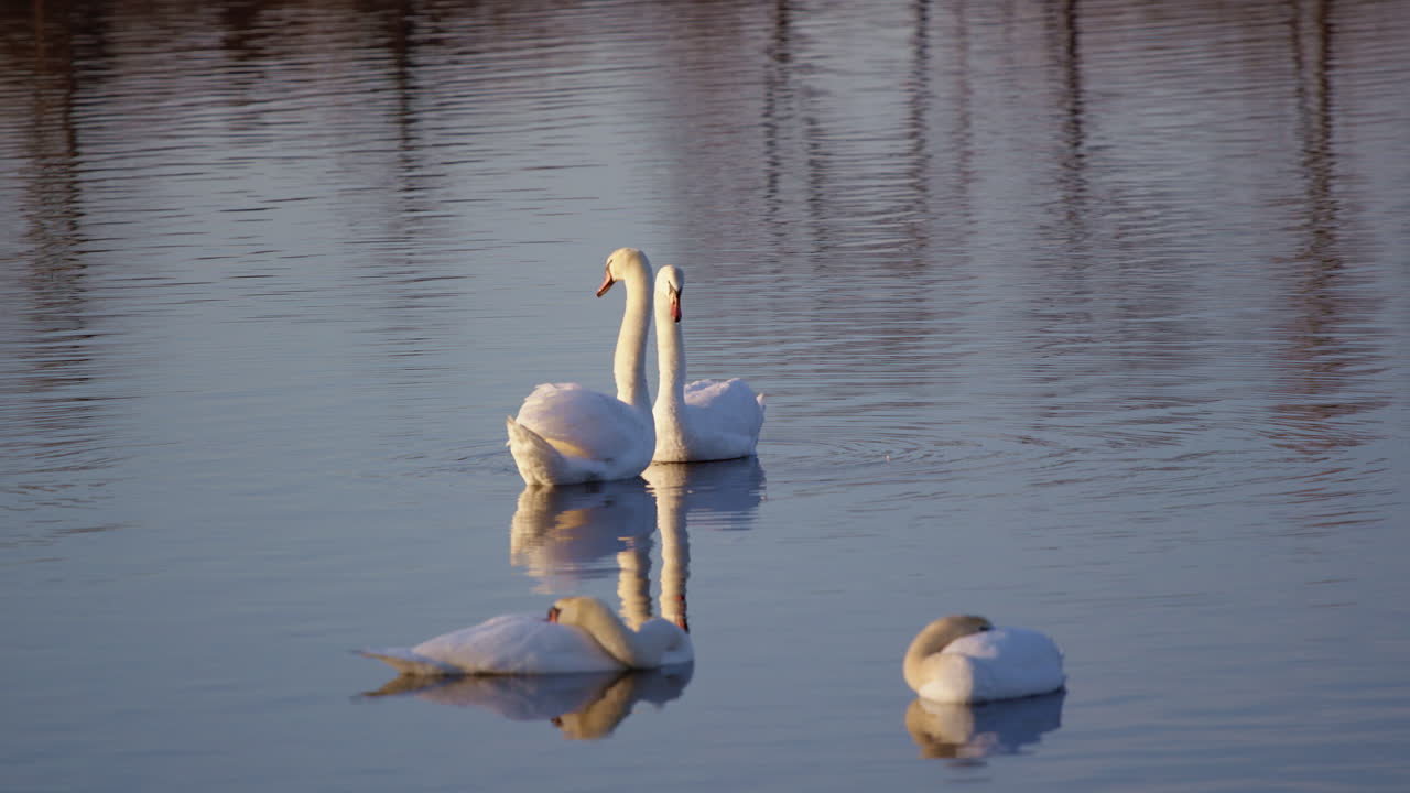 Slow motion shots of swans engaged in mating rituals and grooming in spring.