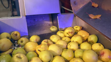lots of apple are being washed for future processing. yellow fruit are prepared for making juice at food factory.