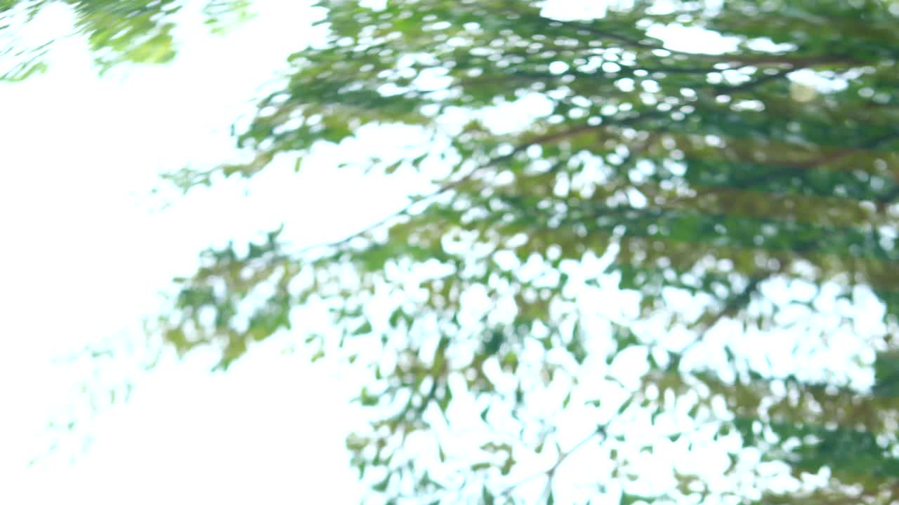 추상적인 녹색 빛 자연은 나무를 통해 태양 빛의 효과에서 빛나고 있습니다.