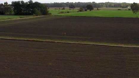 Aerial-view-of-three-deers-running-over-dirt-field