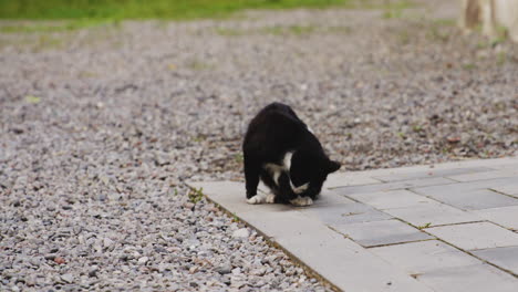 black and white cat licking its tail on corner of gravel path pavement