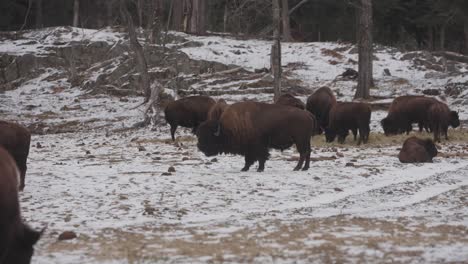 herd of muskox grazing during winter in quebec, canada