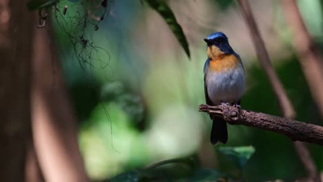 Levantando-Su-Pie-Izquierdo,-Chirriando,-Mirando-A-Derecha-E-Izquierda,-Luego-Vuela-Hacia-La-Derecha,-Papamoscas-Azul-Indochino-Cyornis-Sumatrensis,-Macho,-Tailandia