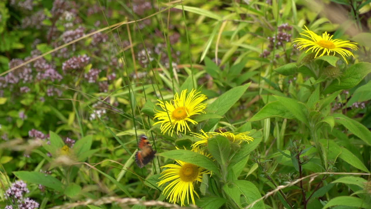 A slow motion shot of a butterfly landing on a yellow flower and feeding in summer