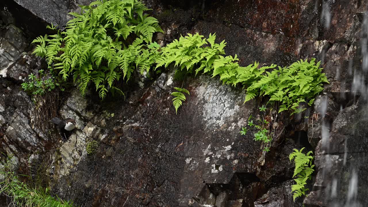 White Throated Dipper delivers insect to hidden nest on rocky cliff near waterfall, flies off to continue hunting.