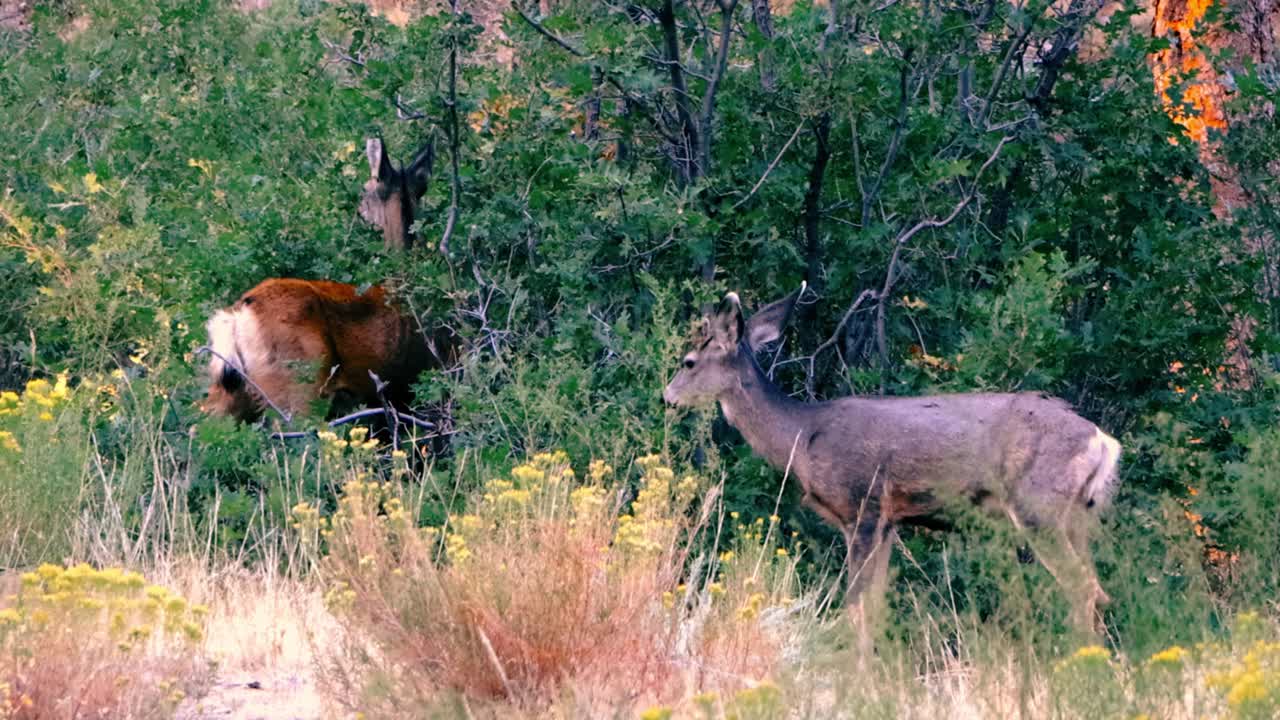숲 속 의 야생 사 들 이 아침 에 먹이 를 먹는 장면