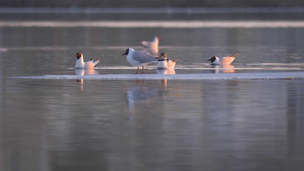 얼어붙은 강물에 떠내려간 검은머리 갈매기들