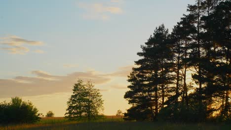 time lapse of moving clouds with silhouette of pine trees in foreground during golden hour