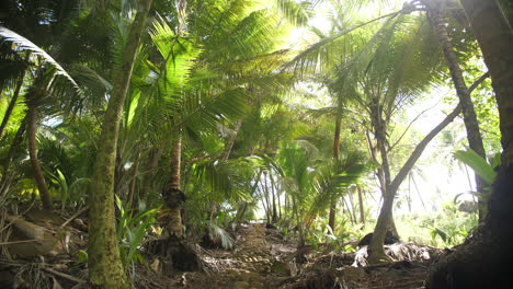 Tilt-down-on-a-rocky-path-between-coconut-trees-in-Saint-Joseph-Island-French-Gu