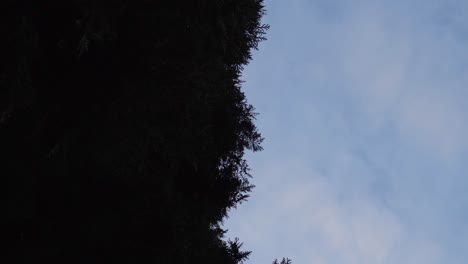 Dark-trees-during-a-cloudy-blue-hour-sky,-down-up-perspective-shot