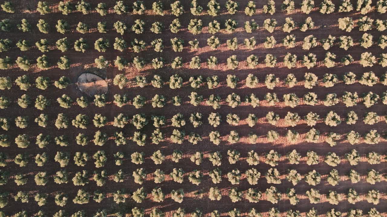 해가 지면 에 스페인 에서 올리브 기름 을 생산 하기 위한 거대 한 올리브 나무  ⁇  의 공중 드론 사진