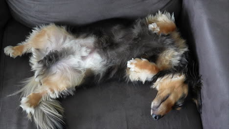 long haired dachshund dog asleep upside down on grey sofa