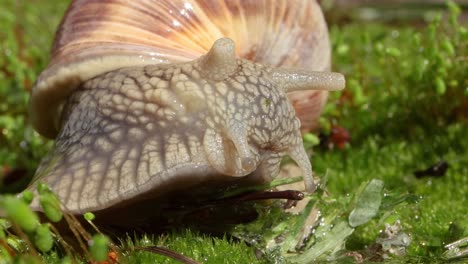 Helix-pomatia-also-Roman-snail,-Burgundy-snail