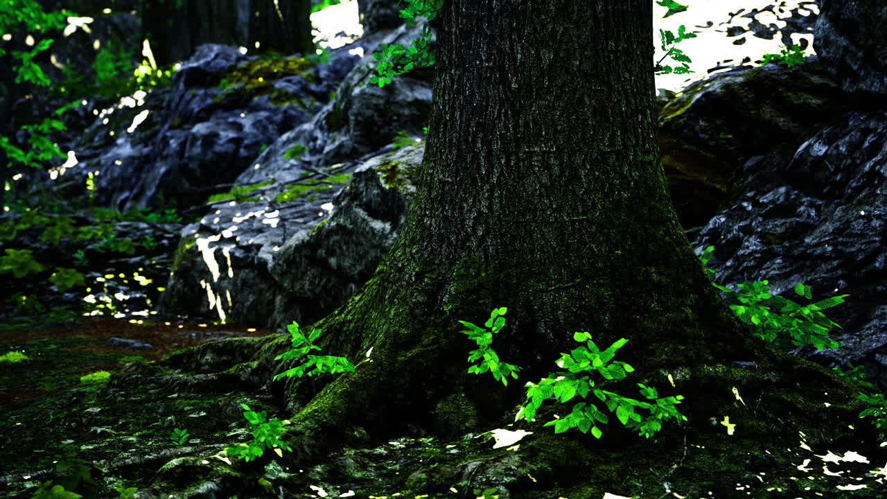 Moss covered tree trunk surrounded by rocky terrain in a serene forest