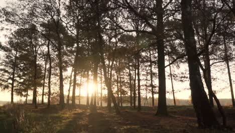 forest sunset